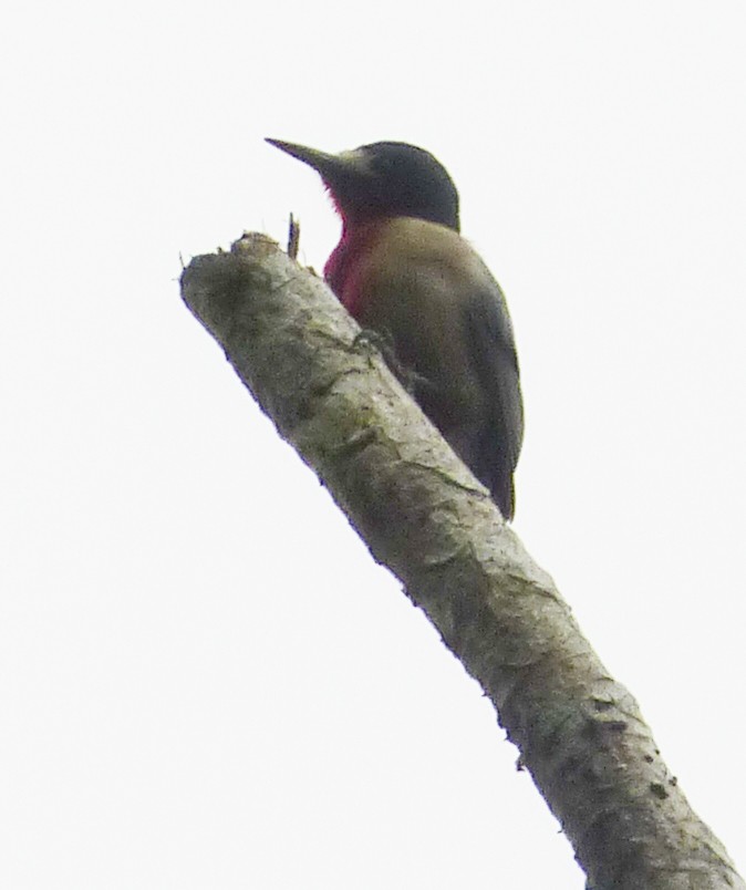 Puerto Rican Woodpecker - Narca Moore