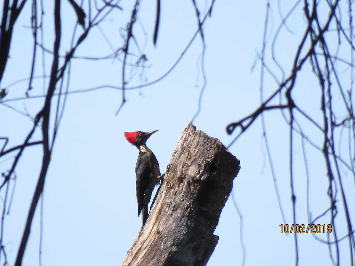 Lineated Woodpecker - C L  Hampton
