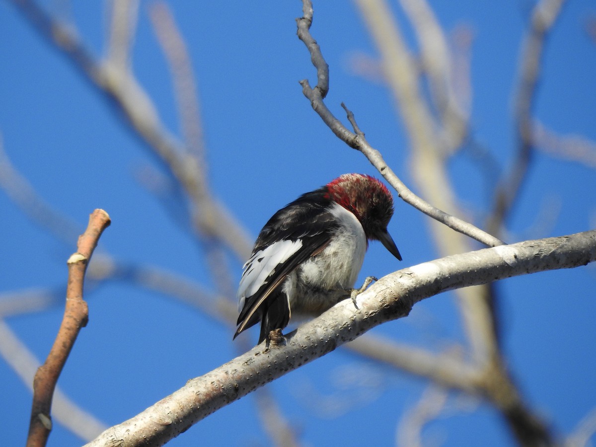 Red-headed Woodpecker - ML131215271