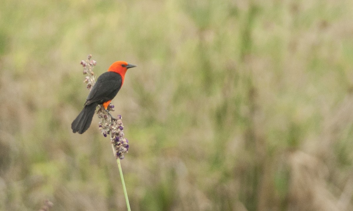 Scarlet-headed Blackbird - ML131215471