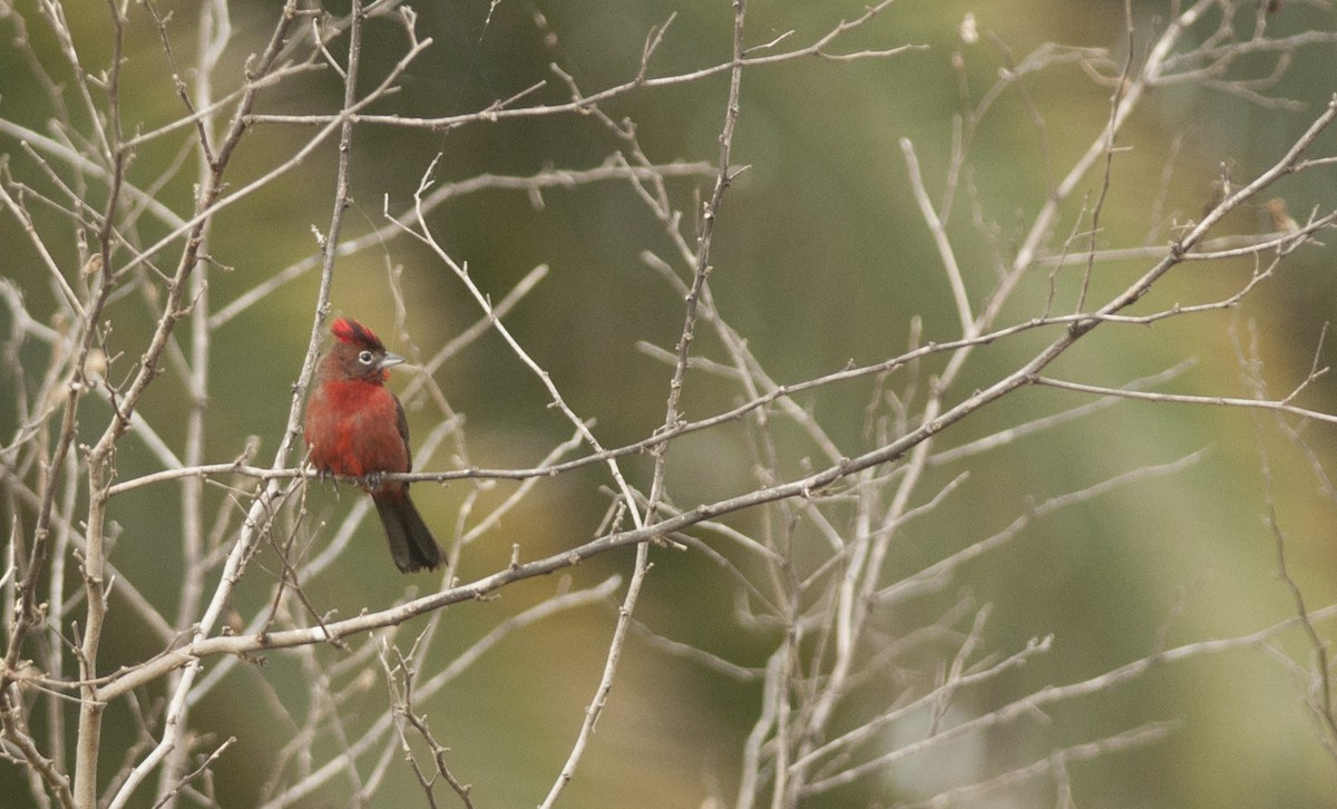 Red-crested Finch - ML131215641