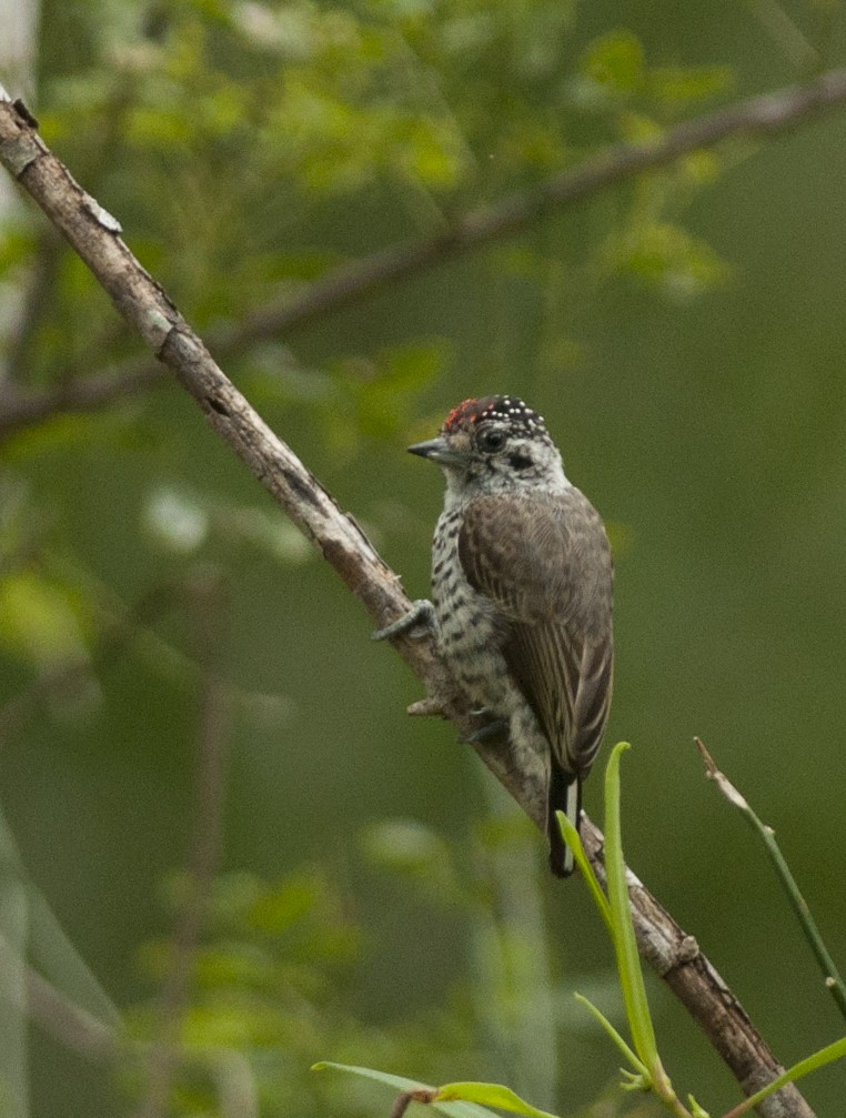 White-barred Piculet - ML131215871