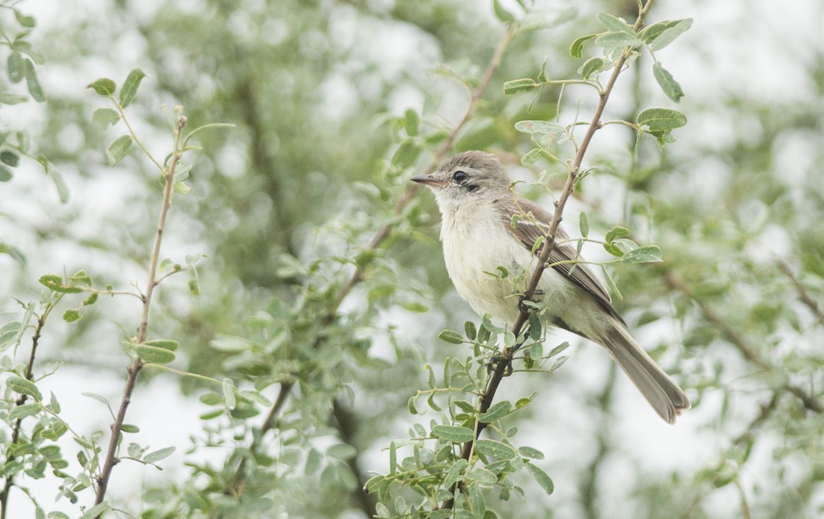 Southern Mouse-colored Tyrannulet - ML131215971