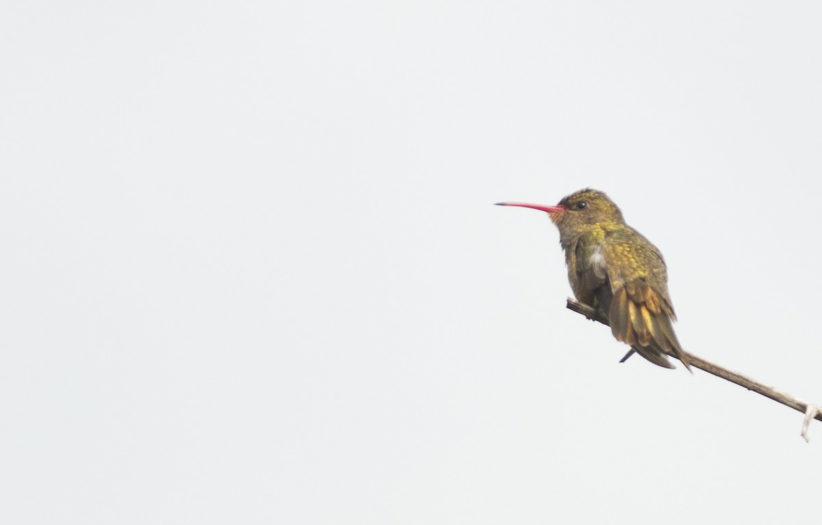 Gilded Hummingbird - ML131216021