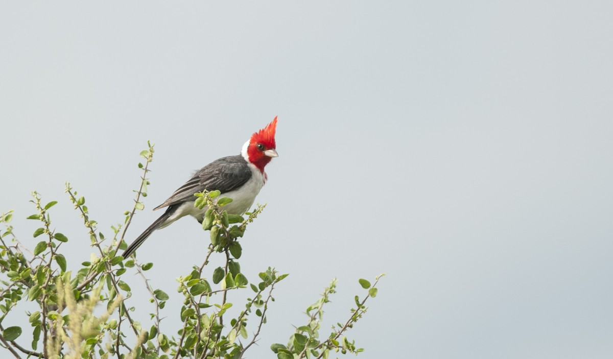 Red-crested Cardinal - ML131216681