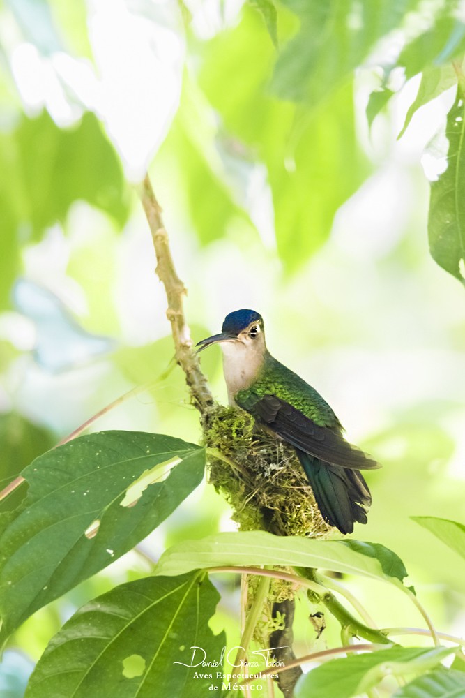 kolibřík klínoocasý (ssp. excellens) - ML131218721