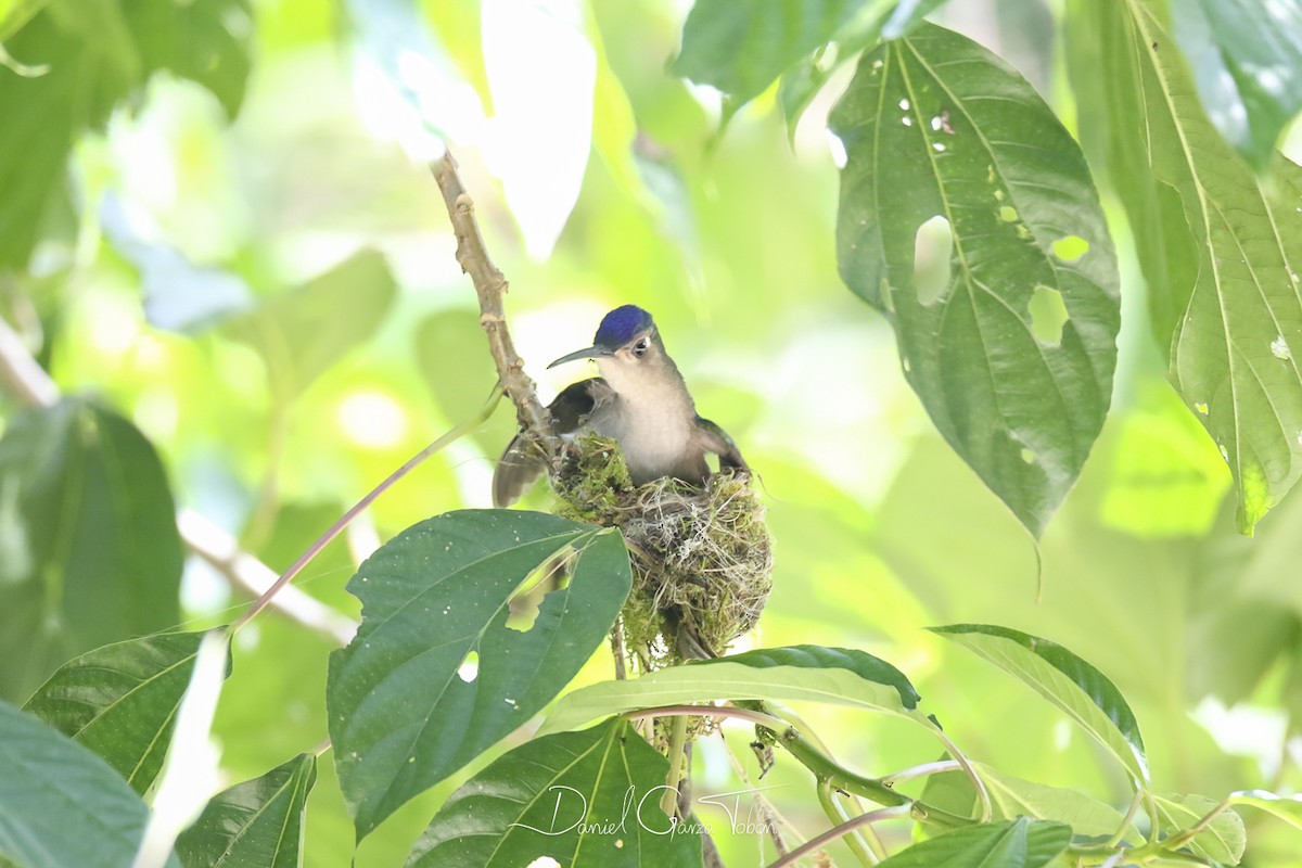 kolibřík klínoocasý (ssp. excellens) - ML131218961