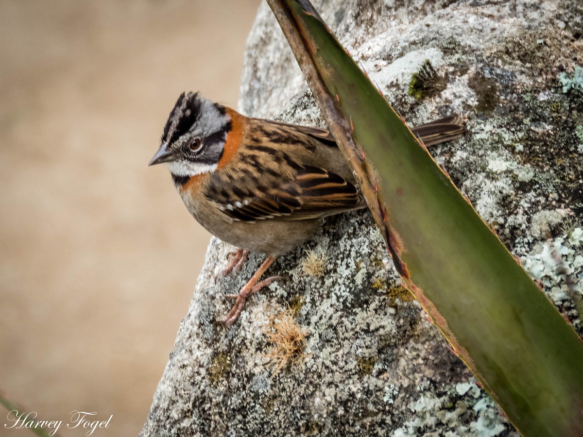 Rufous-collared Sparrow - Harvey Fogel