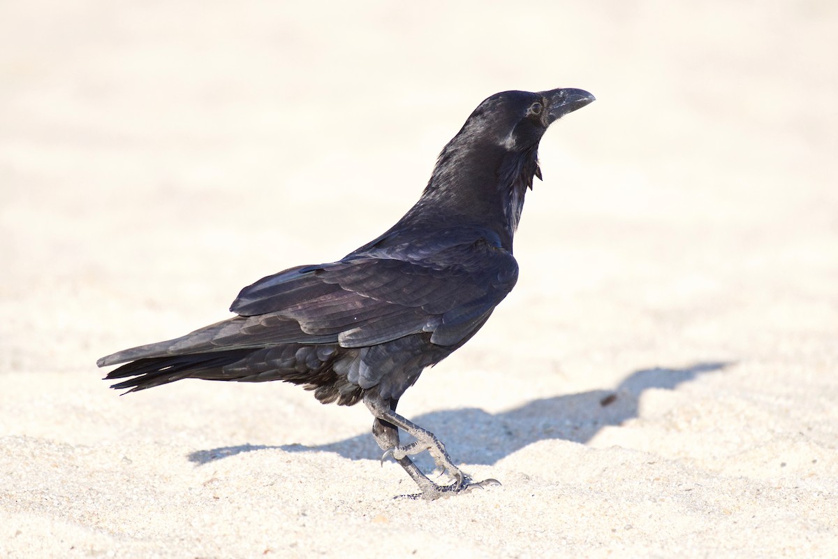 Common Raven - Jerry McFetridge