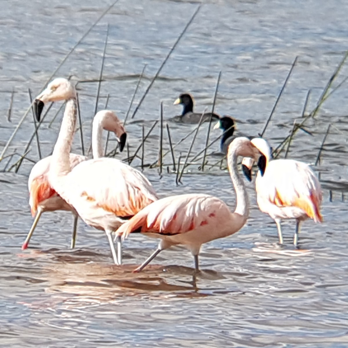 Chilean Flamingo - ML131232841