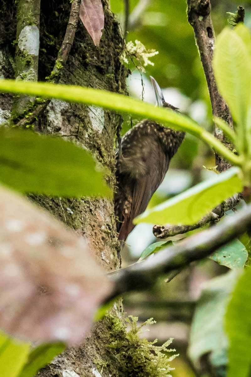 Spotted Woodcreeper - ML131232921