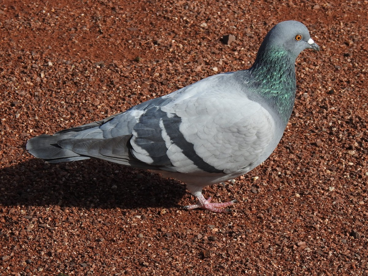Rock Pigeon (Feral Pigeon) - ML131232941