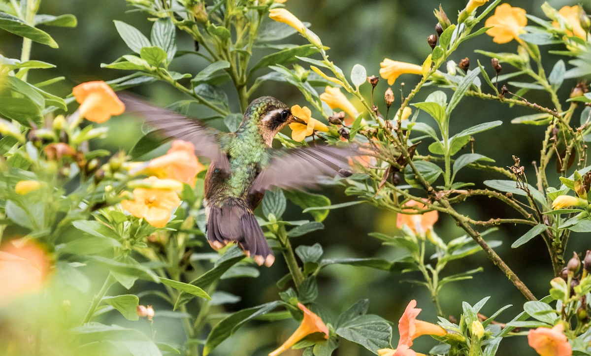 Speckled Hummingbird - David Monroy Rengifo