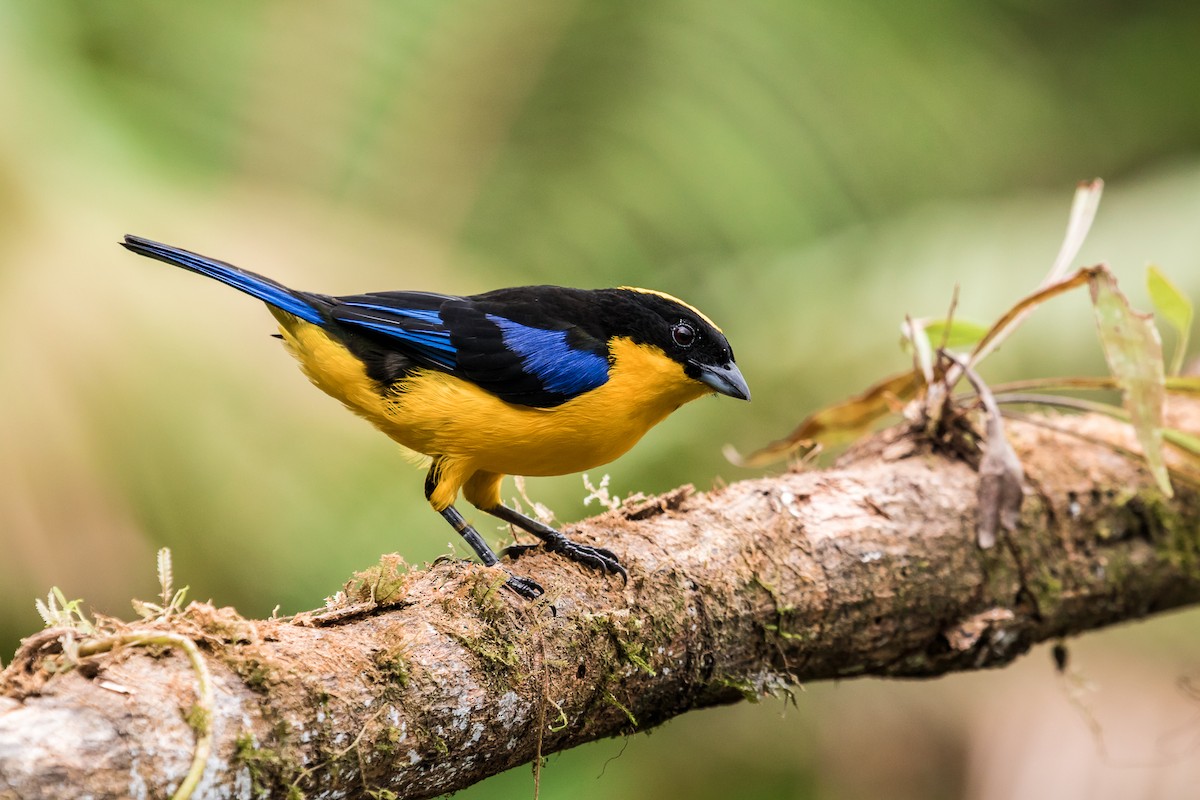 Blue-winged Mountain Tanager - ML131234331