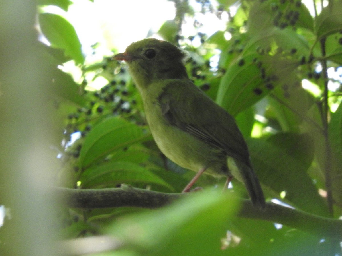 Swallow-tailed Manakin - ML131234621