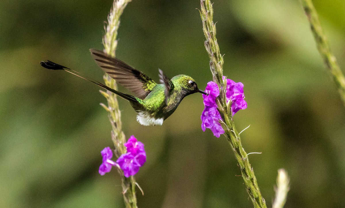 White-booted Racket-tail - ML131234801