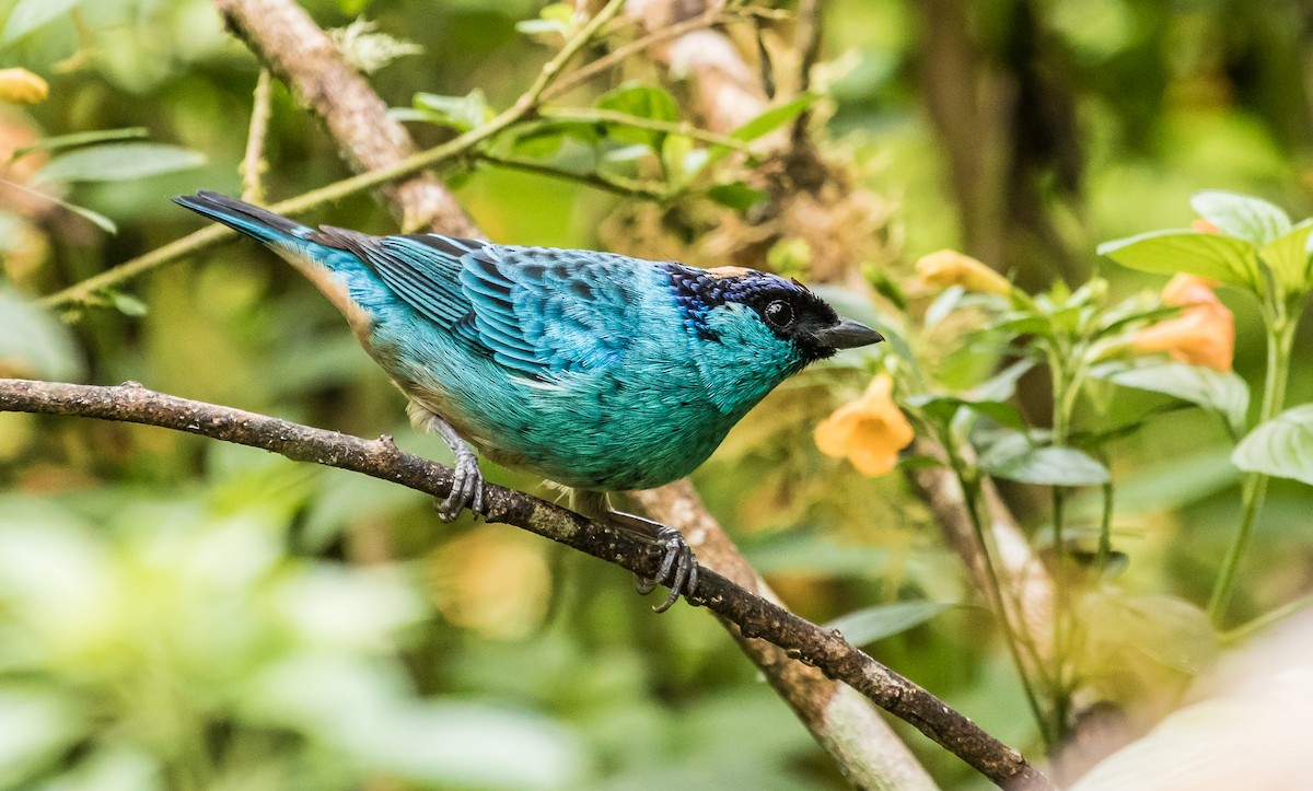 Golden-naped Tanager - ML131234891