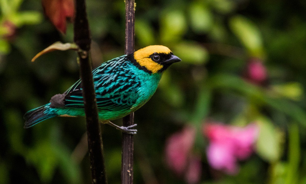 Saffron-crowned Tanager - ML131235971
