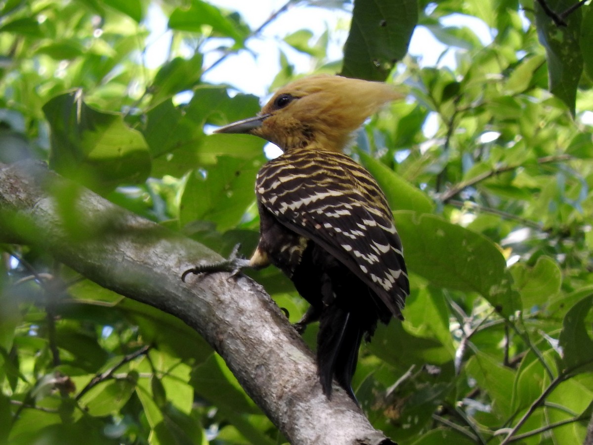 Blond-crested Woodpecker - ML131235991