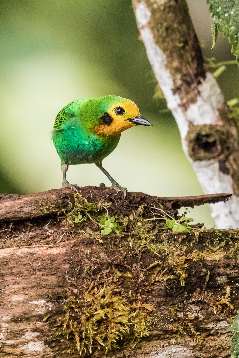 Multicolored Tanager - ML131236011