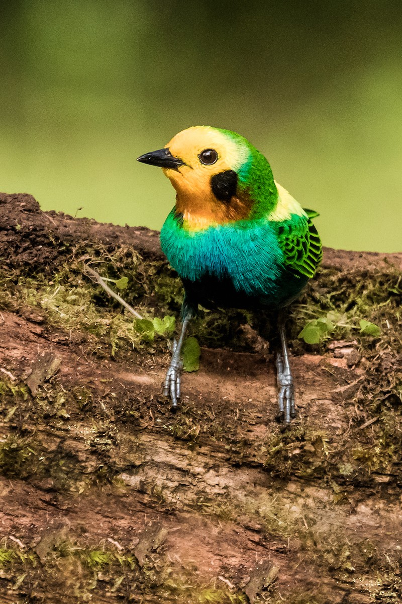 Multicolored Tanager - ML131236021
