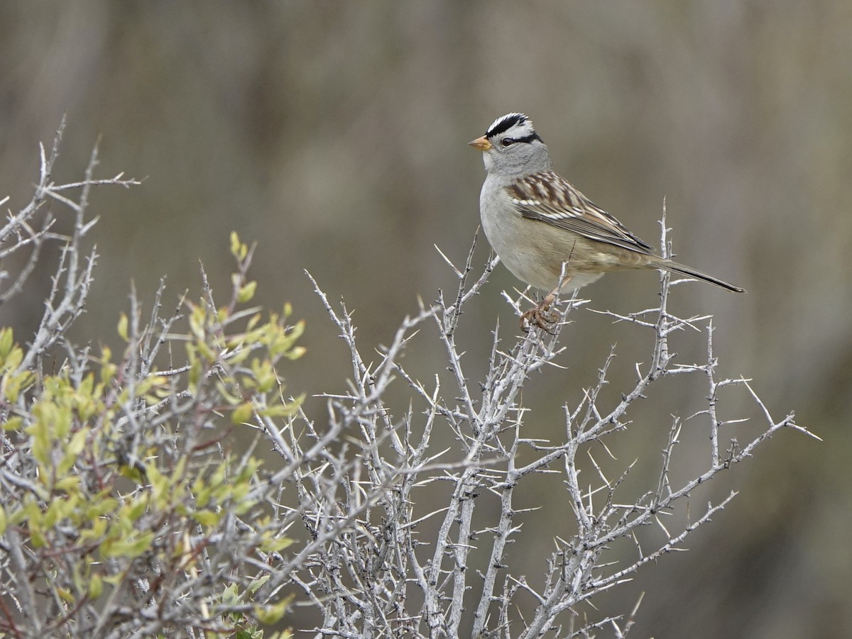 White-crowned Sparrow - ML131236591