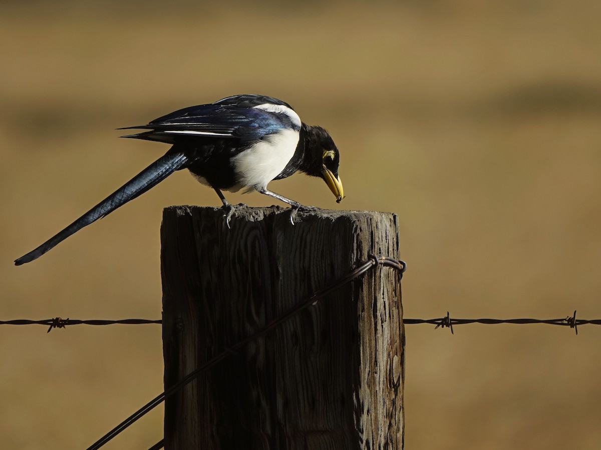 Yellow-billed Magpie - Frank Marenghi