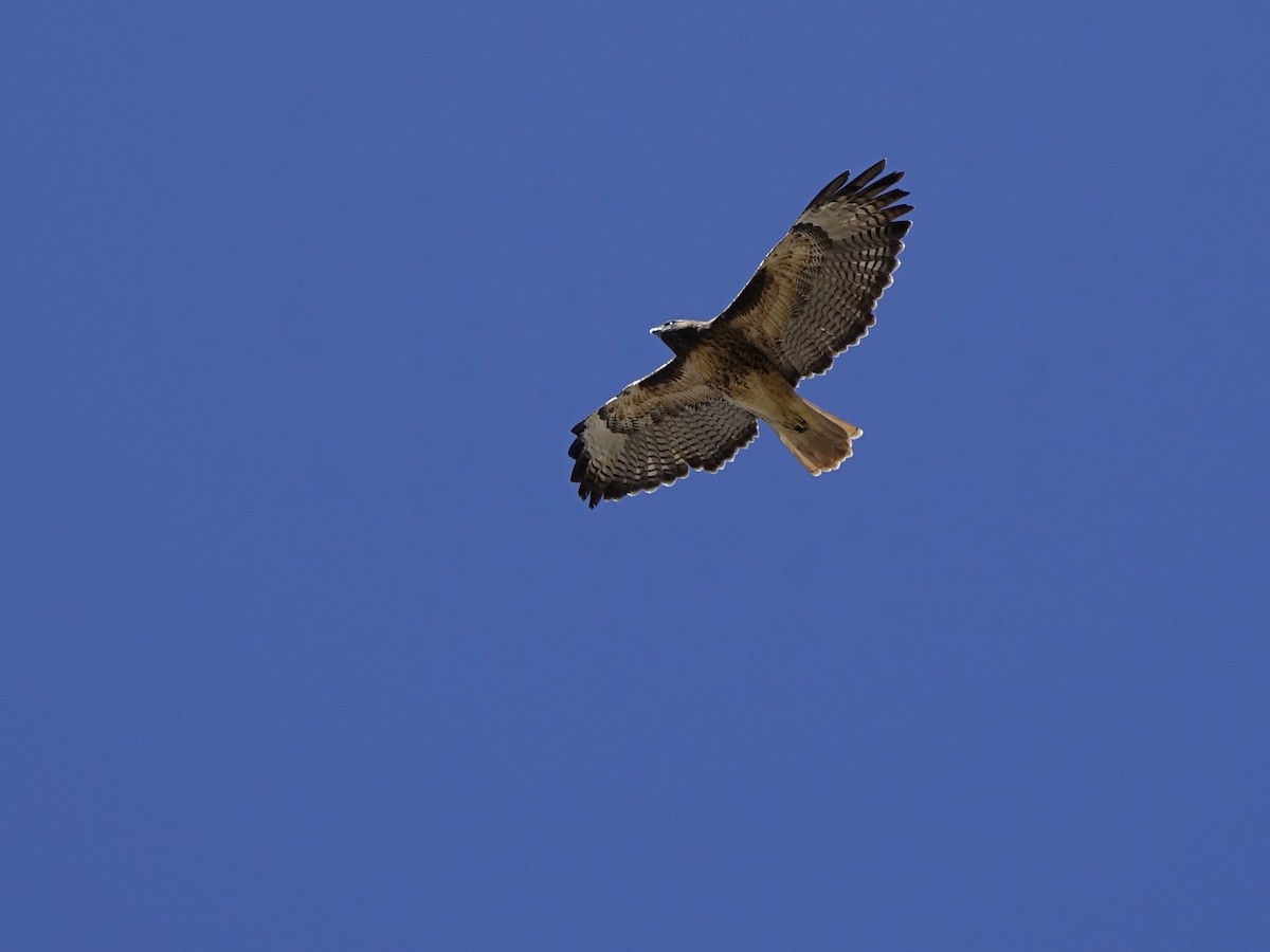 Red-tailed Hawk - ML131237061