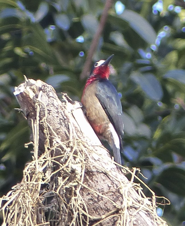 Puerto Rican Woodpecker - Narca Moore