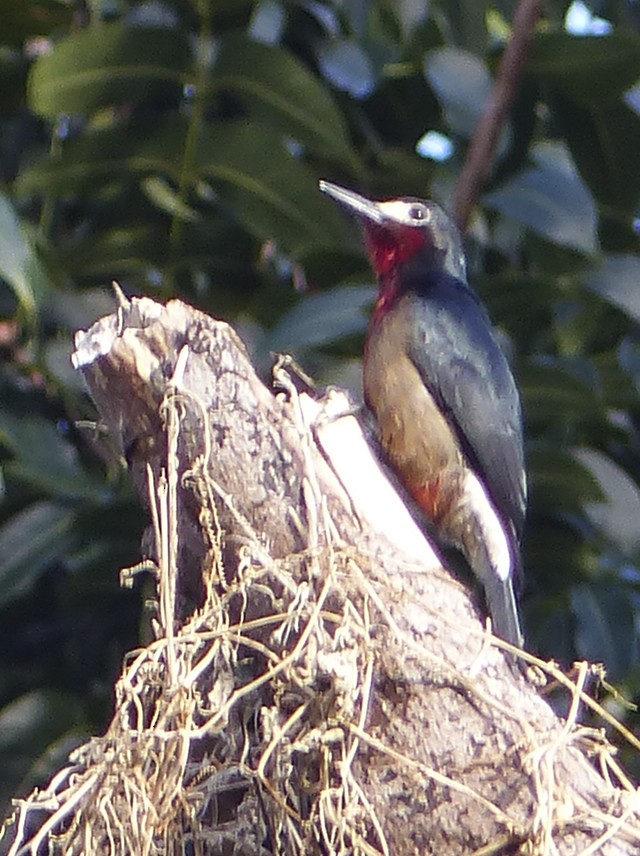 Puerto Rican Woodpecker - ML131237821