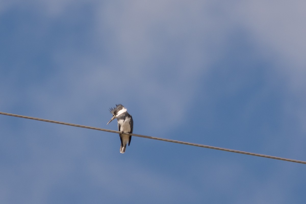 Belted Kingfisher - ML131238971