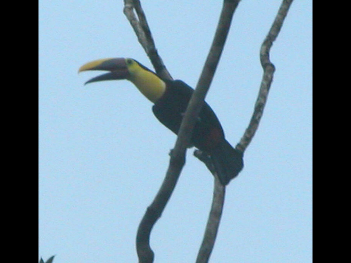 Yellow-throated Toucan (Chestnut-mandibled) - Sylvia Maulding