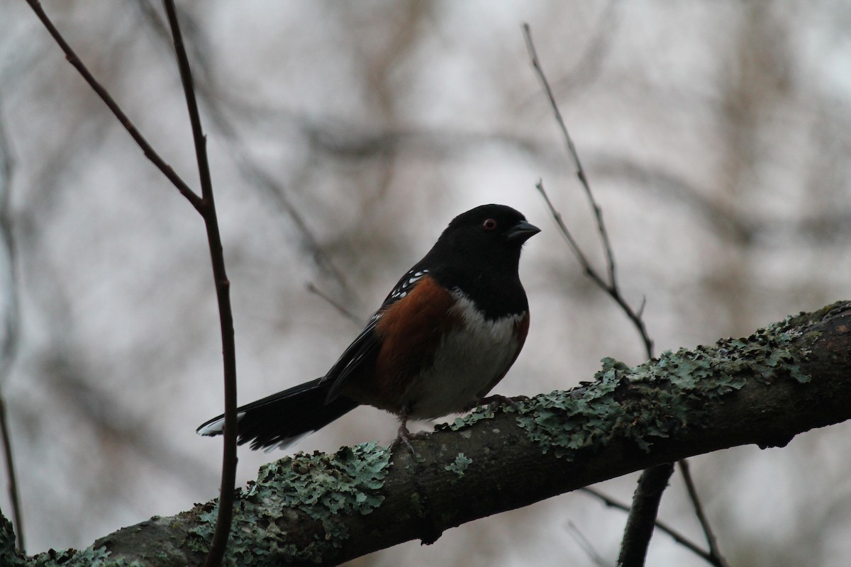 Spotted Towhee - David Grinevitch