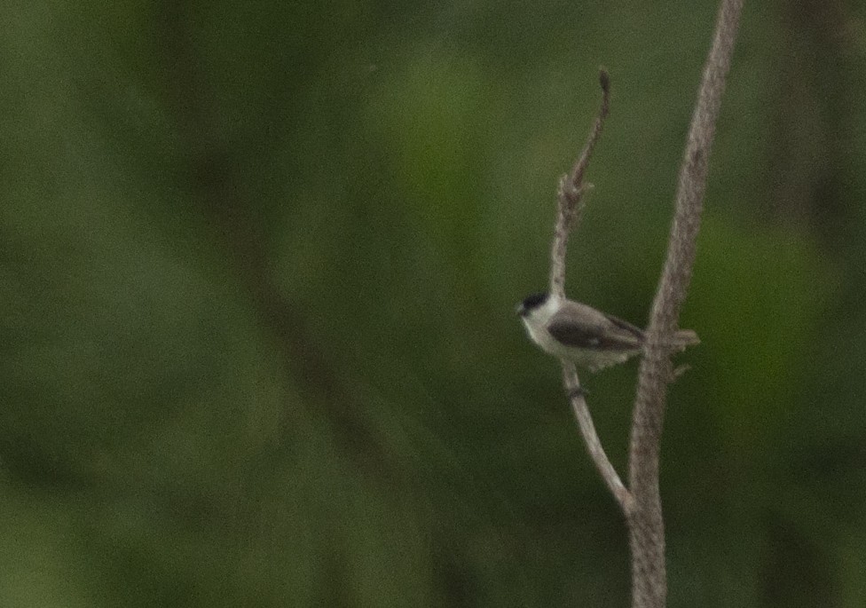Pearly-bellied Seedeater - ML131243561