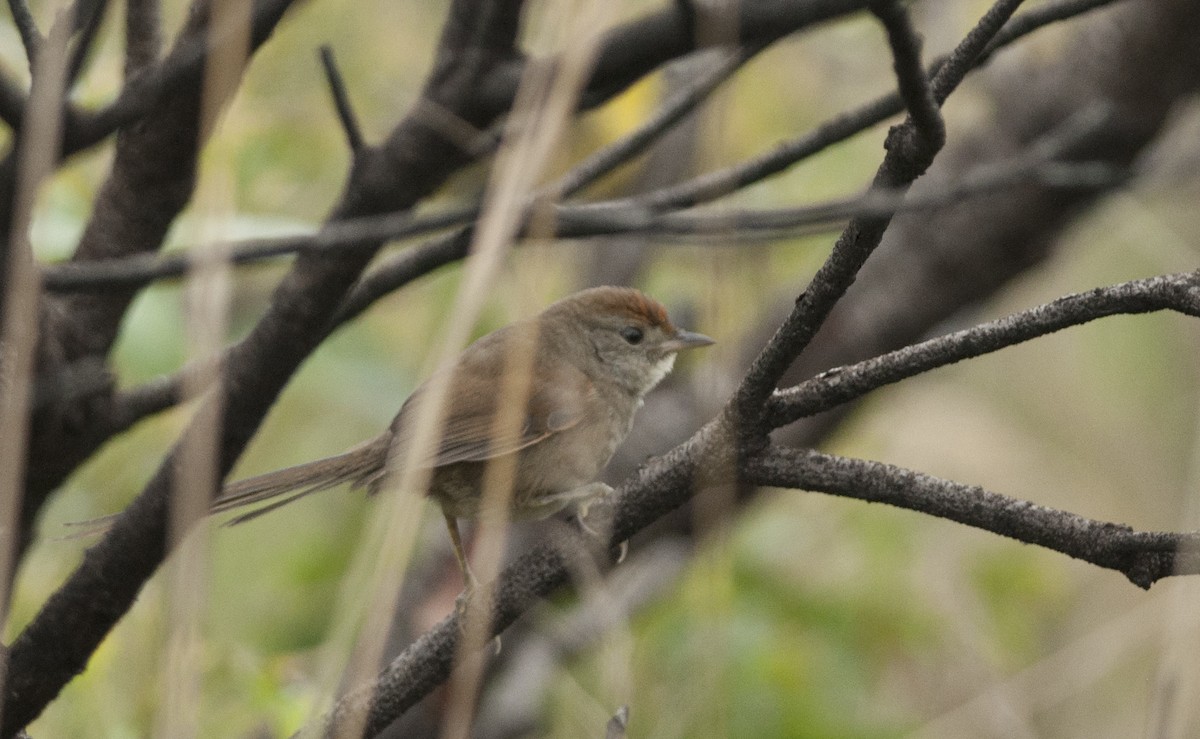 Rufous-capped Spinetail - Giselle Mangini