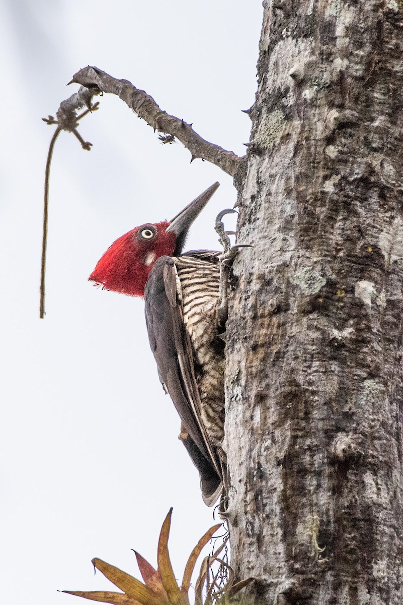 Guayaquil Woodpecker - Ragupathy Kannan
