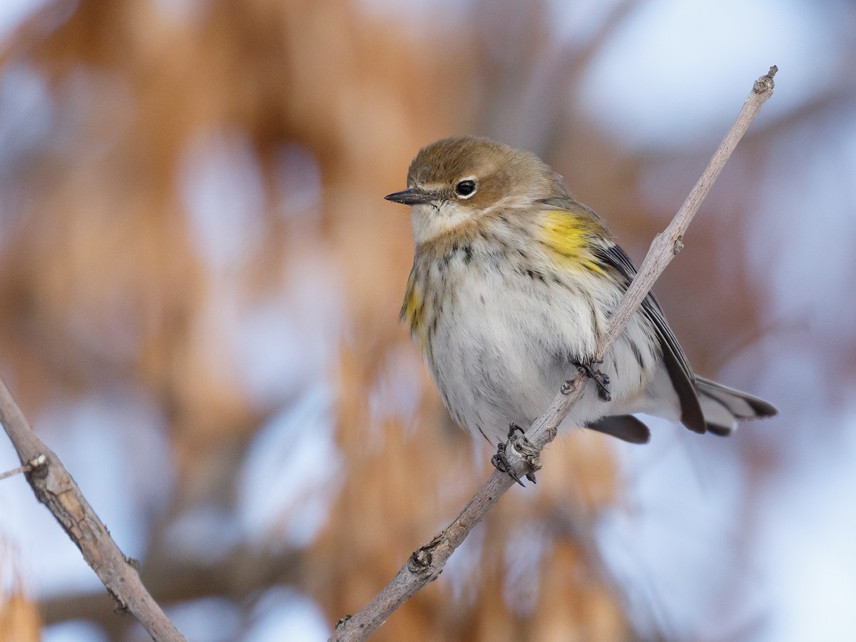 Yellow-rumped Warbler (Myrtle) - Darren Clark