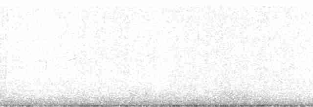 husa běločelá - ML131248