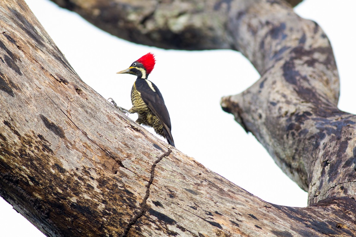 Lineated Woodpecker - Francis Canto Jr