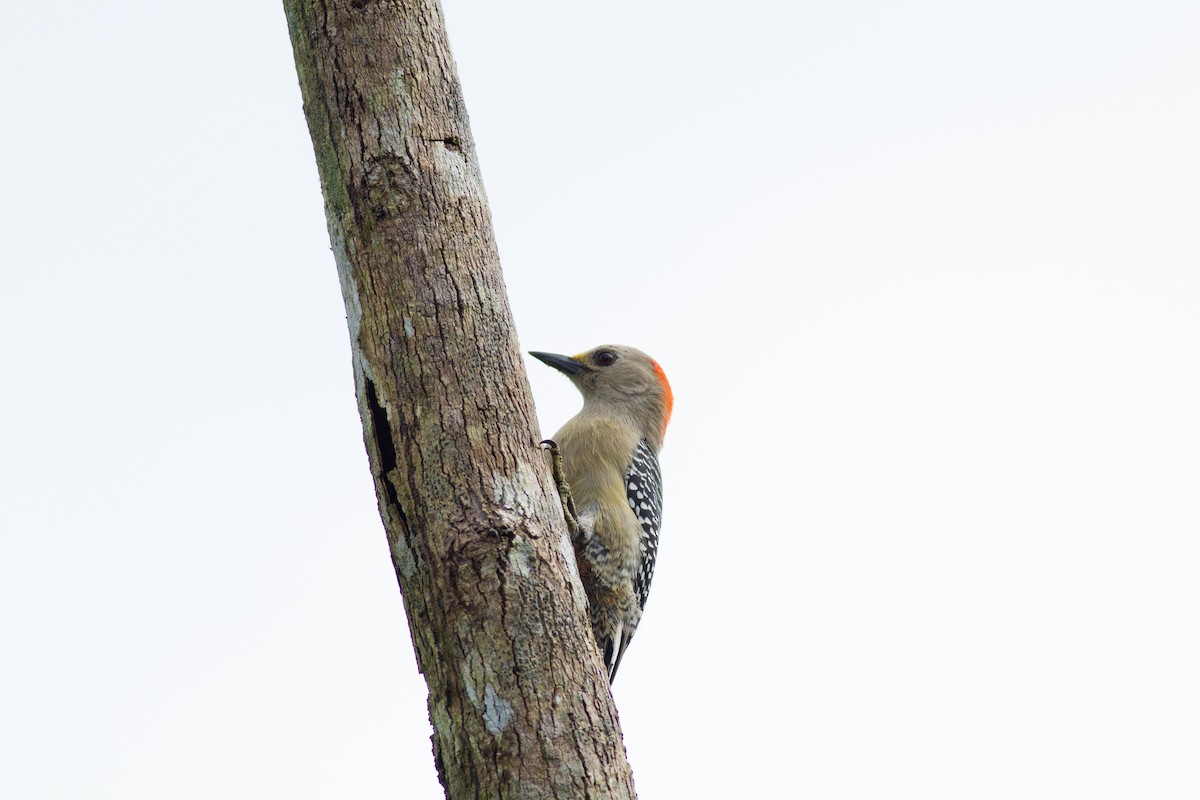 Yucatan Woodpecker - ML131249611
