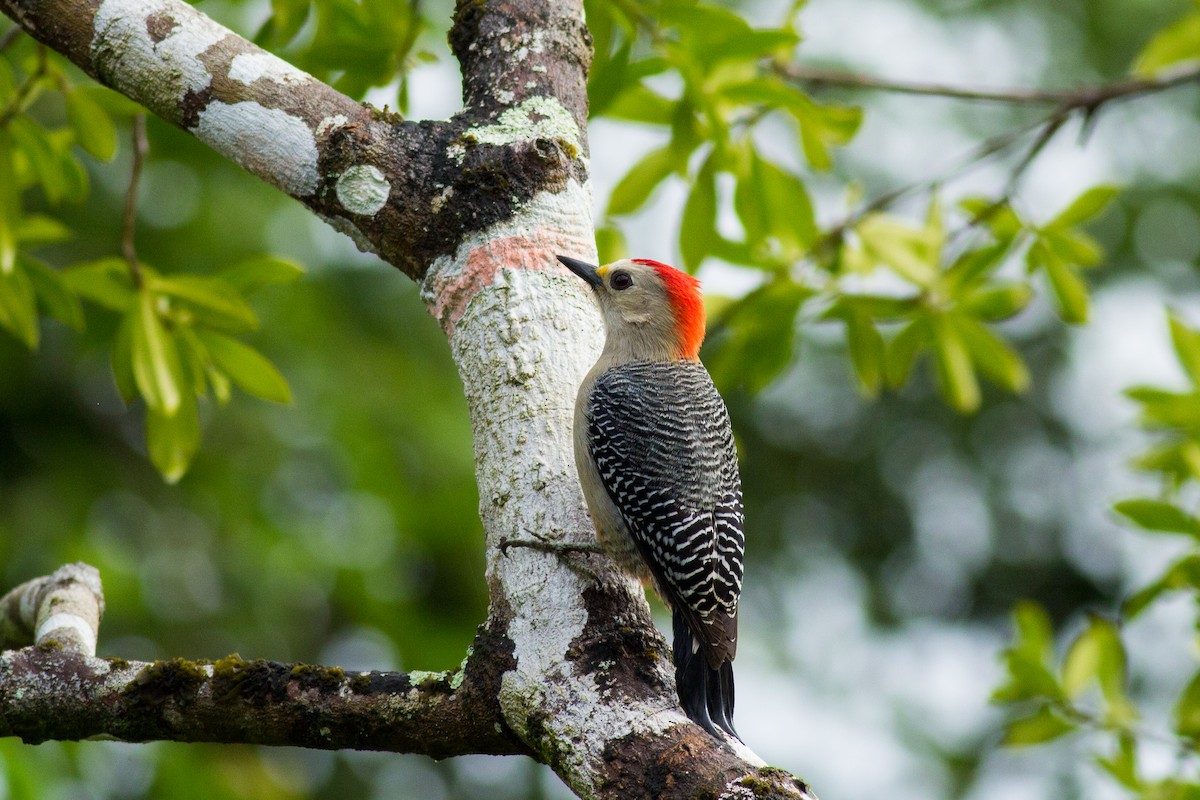 Yucatan Woodpecker - Francis Canto Jr
