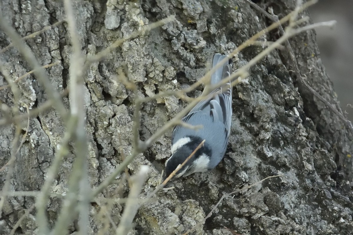White-breasted Nuthatch - ML131251061