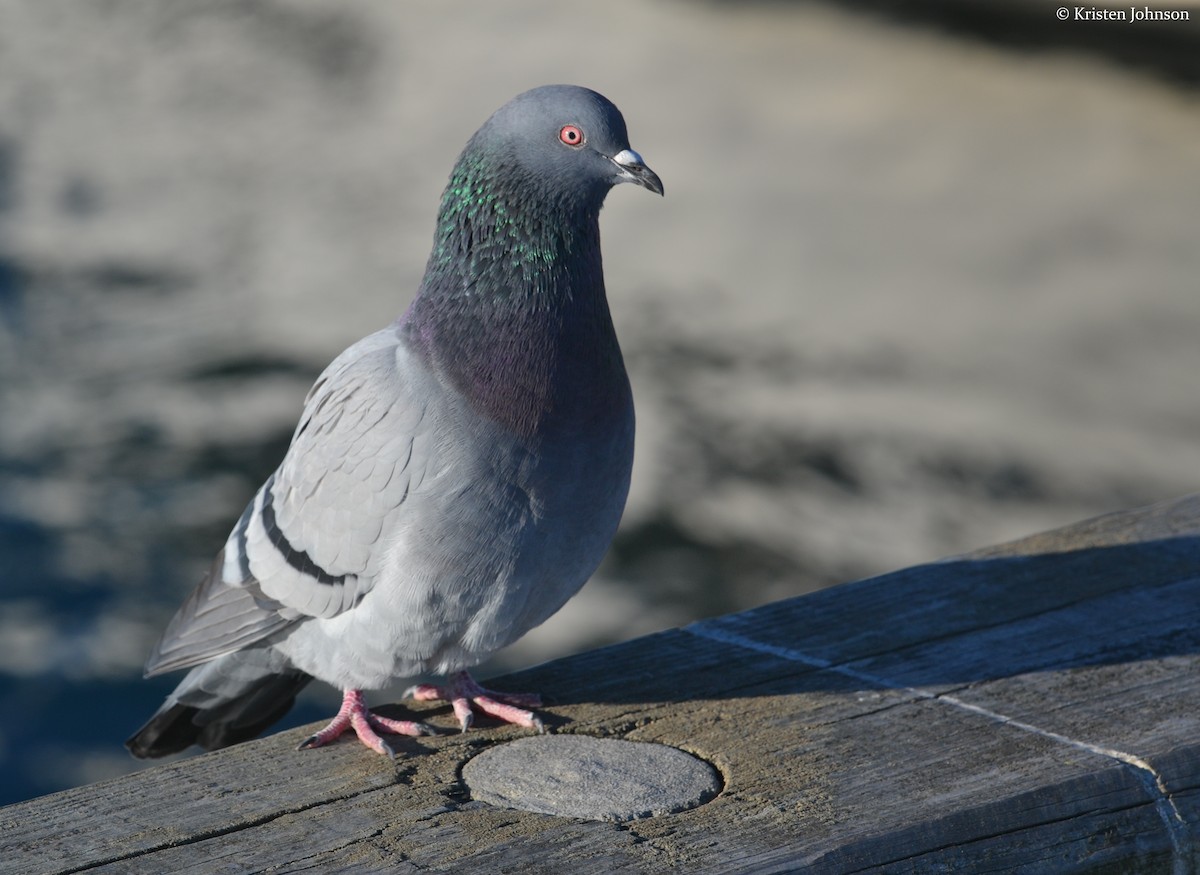 Pigeon biset (forme domestique) - ML131251461