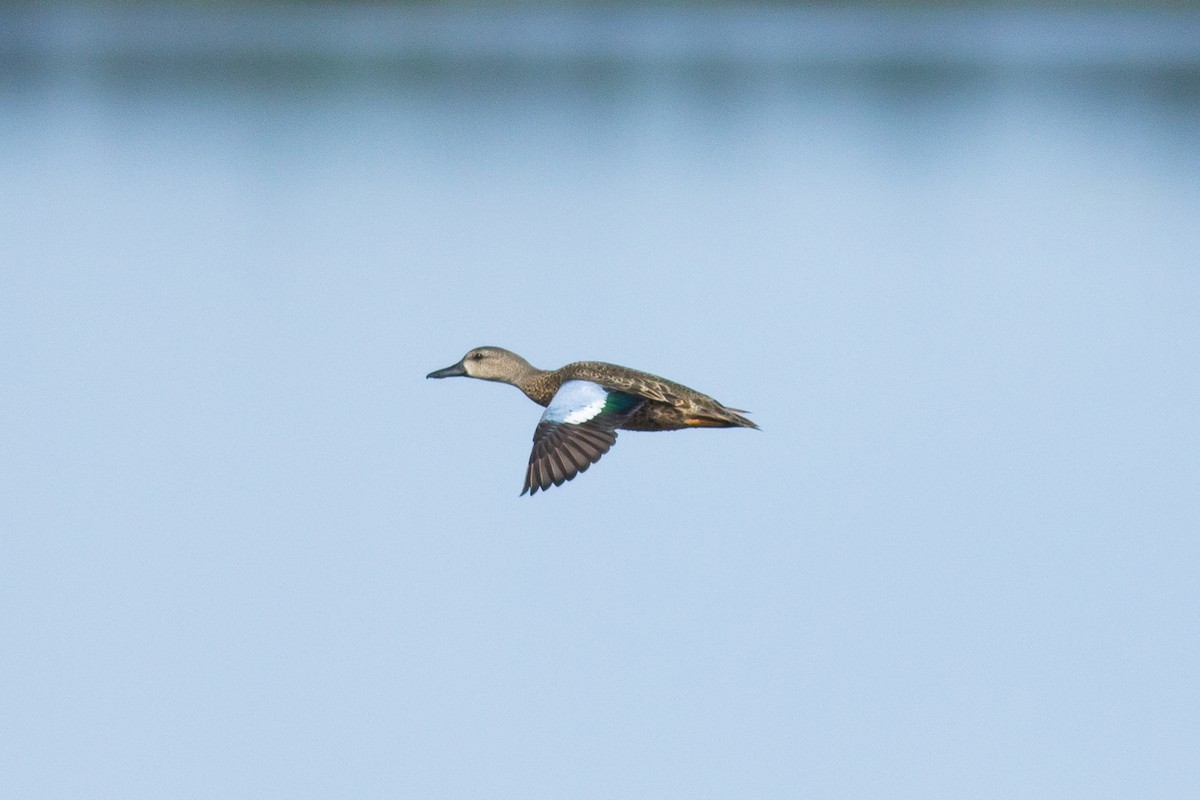 Blue-winged Teal - Francis Canto Jr