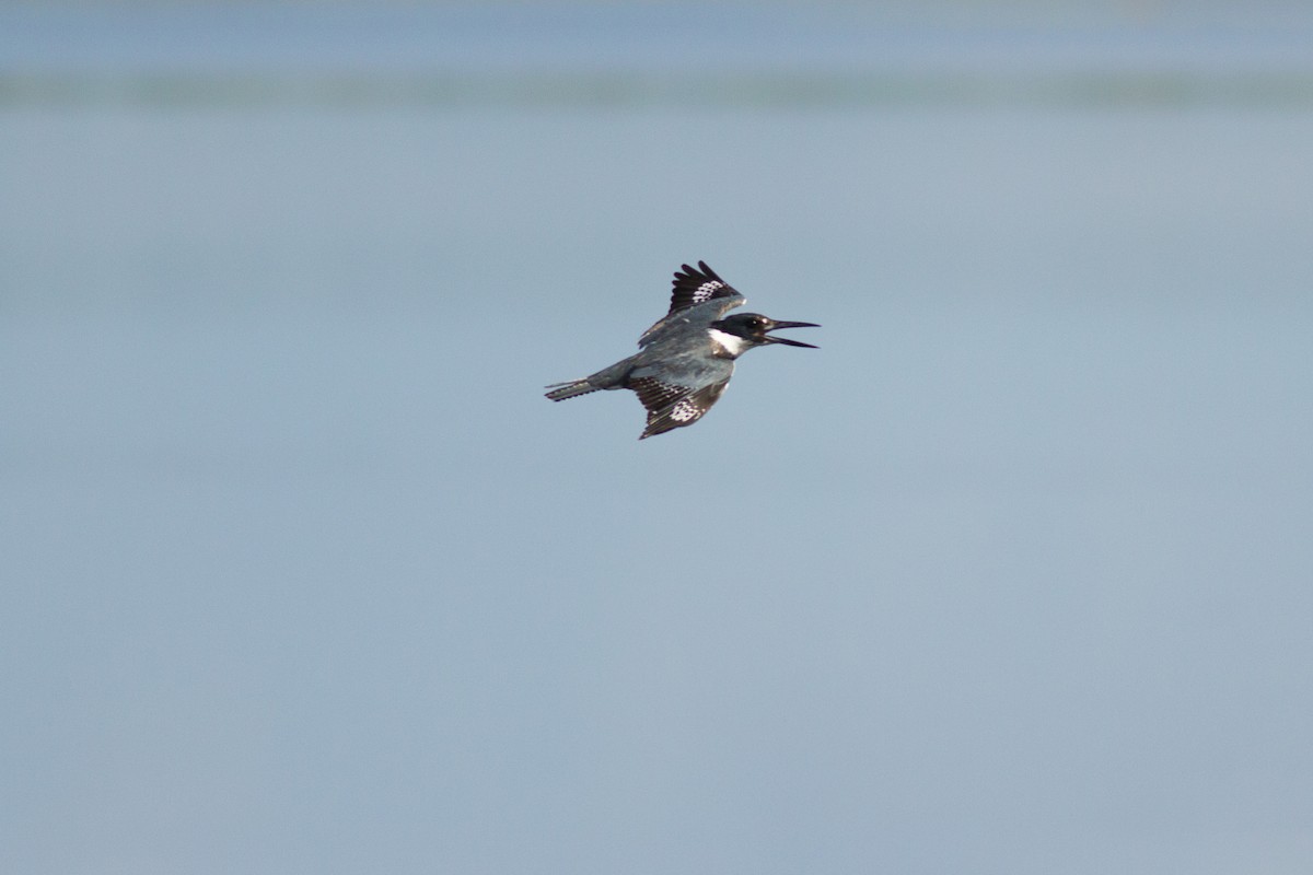 Belted Kingfisher - Francis Canto Jr