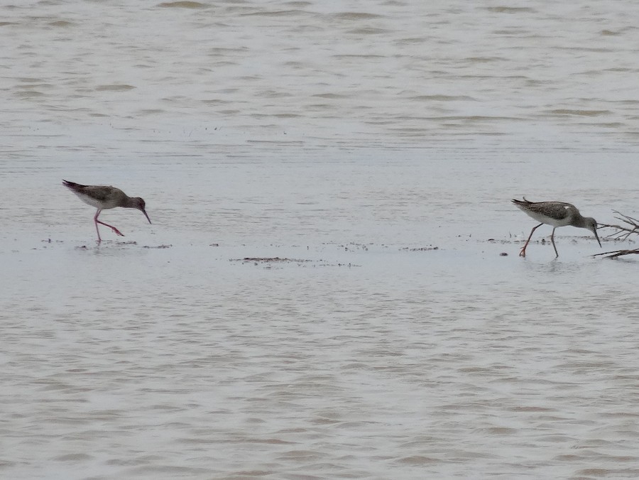 Common/Spotted Redshank - eBird