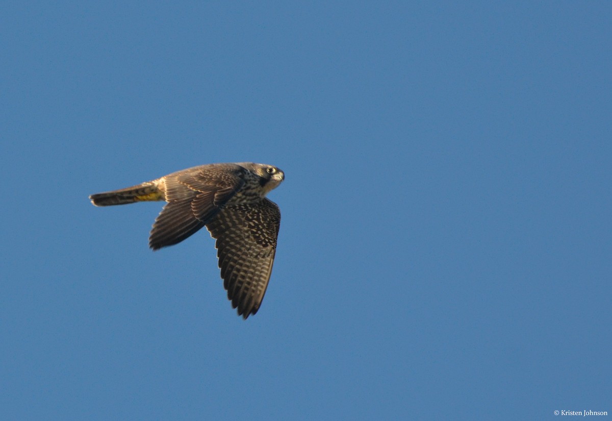 Peregrine Falcon (North American) - ML131253891