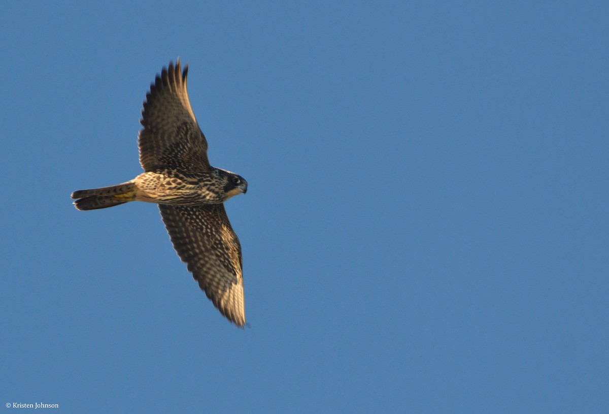 Peregrine Falcon (North American) - ML131253911
