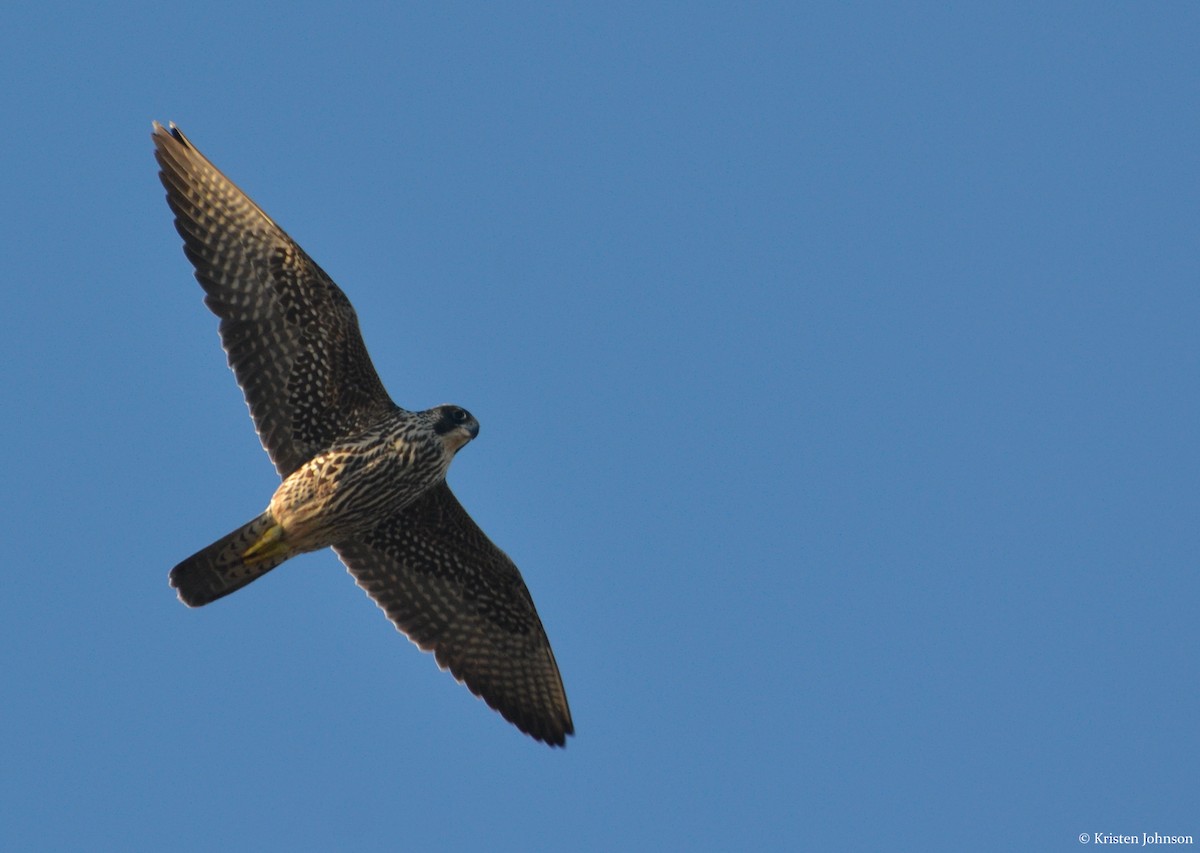Peregrine Falcon (North American) - ML131253921