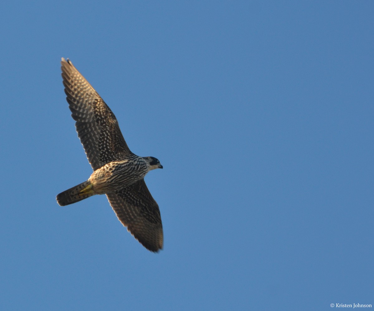 Peregrine Falcon (North American) - ML131253981